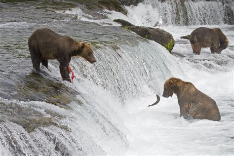 Grizzly Bears fishing in Katmai National Park in Alaska — Stock Photo © wildatart #12825470