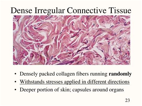 Dense Regular Connective Tissue Diagram