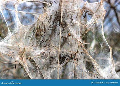 Ermine Moth Caterpillars In The Cocoon Stage Of Their Life Cycle Stock ...