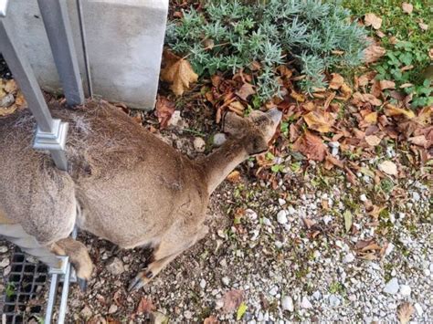 Hfw Bad Ischl Reh In Zaun Stecken Geblieben