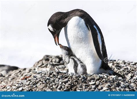 Penguin Mother Feeding The Chick - Gentoo Penguin Royalty Free Stock ...