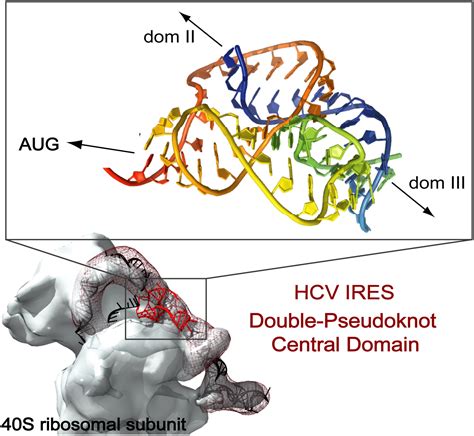 Crystal Structure Of The Hcv Ires Central Domain Reveals Strategy For