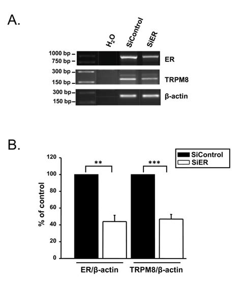 Silencing Erα Reduced Trpm8 Mrna Expression A Agarose Gel Showing