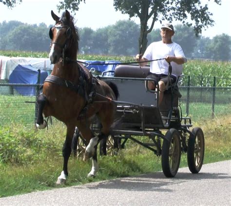 Dutch Harness Horse - Stable Express