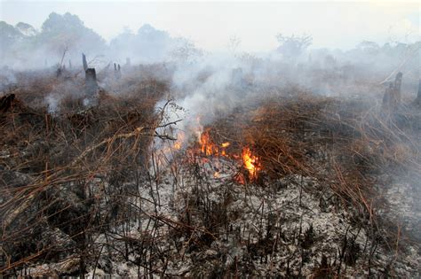 Kebakaran Lahan Gambut Di Aceh Barat Meluas