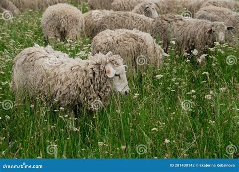 The Concept Of Farming And Agriculture A Flock Of Sheep Graze In A