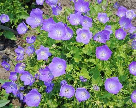 Campanula varieties: 15 top choices | Gardeningetc