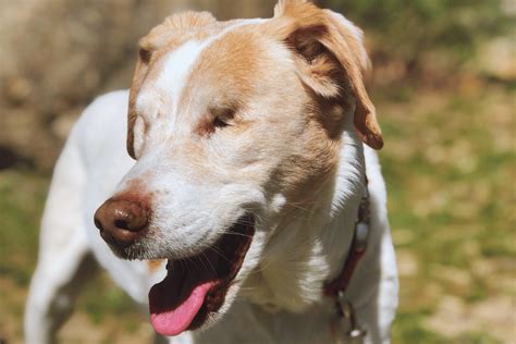 Los Perros Saben Que Son Ciegos