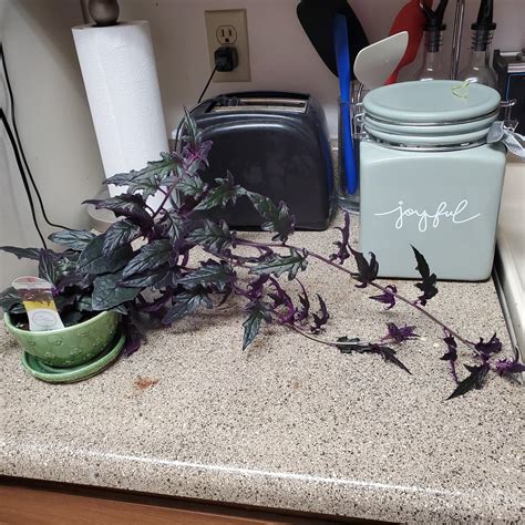 My Purple Passion Plant Can T Hold Herself Up Suggestions R Plantclinic