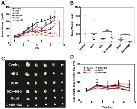 In Vivo Antitumor Effects A Tumor Growth Inhibition Profiles In