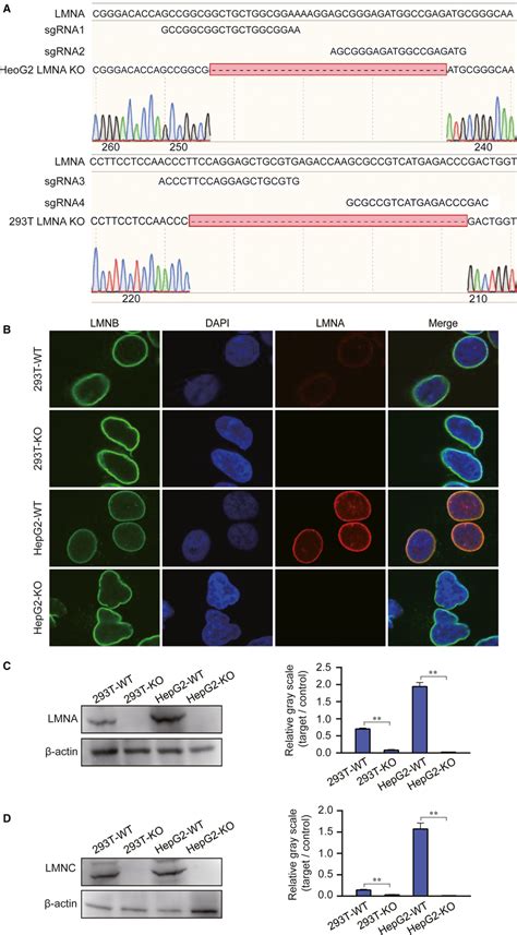 Knockout Of The Lmna Gene In T And Hepg Cells By The Crispr Cas