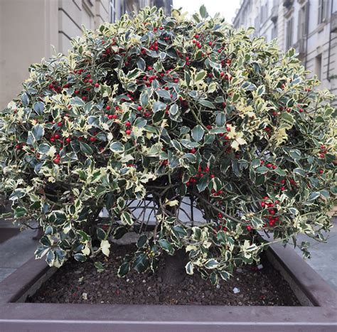 冬青 (Ilex aquifolium) 又名英国冬青或欧洲冬青或圣诞冬青植物。圣诞冬青植物风景名胜免费下载_jpg格式_3824像素_编号 ...