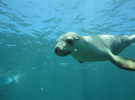 Snorkelling With Sea Lions In Jurien Bay Perth Girl