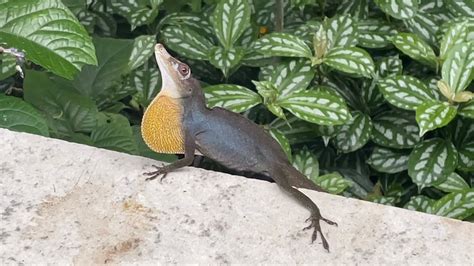 Lagarto Camaleão Anolis Verde papo amarelo YouTube