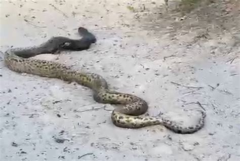 Sucuri De Metros Encontrada Na Praia Do Atalaia Em Salinas