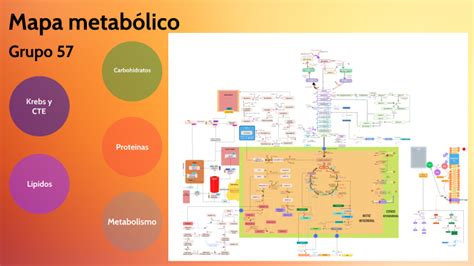 Mapa Metabólico Grupo 57 By Andrés Soto On Prezi