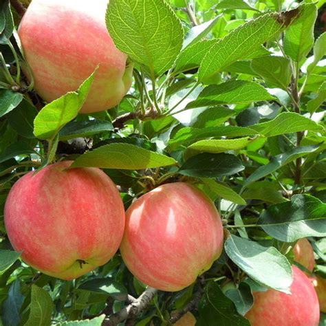 Apple Tree Plant In Bangladesh Home Delivery In Time