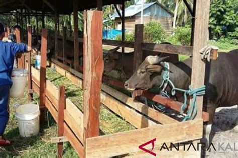 Daging Sapi Lokal Penuhi Persen Kebutuhan Masyarakat Penajam