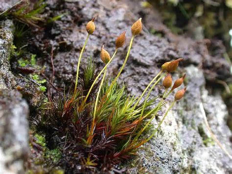 Unveiling Polytrichum Alpinum A Resilient And Enchanting Moss