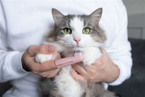 Cat Dental Care How To Brush Your Cats Teeth Small Door Veterinary