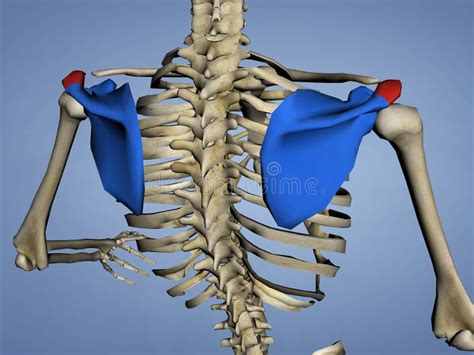 Acromion Of Scapula M Skel Scapula Acromion 6 3d Model Stock Illustration Illustration Of