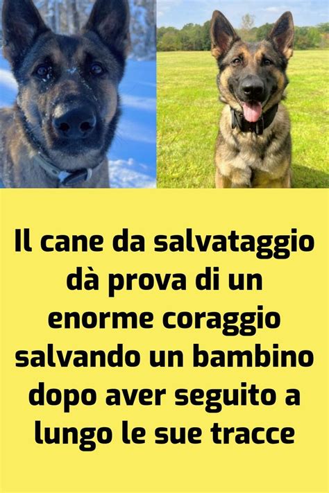 Il cane da salvataggio dà prova di un enorme coraggio salvando un