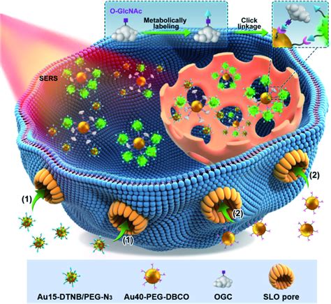 Schematic Illustration Of The Quantitative SERS Imaging Strategy For