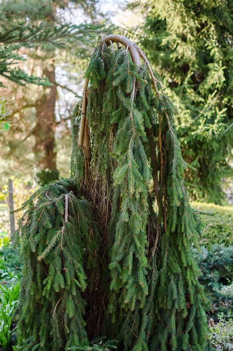 A Guide To Weeping Trees And 6 Types You Should Know