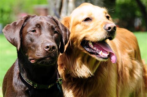 Chocolate Lab And Golden Retriever