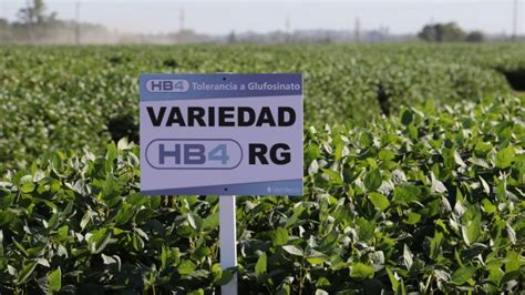 Brasil aprueba soya transgénica HB4 tolerante a sequía con mejor