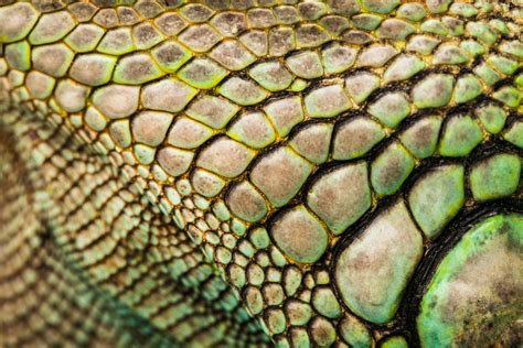 Biology: All About Reptiles: Level 1 activity for kids | PrimaryLeap.co.uk