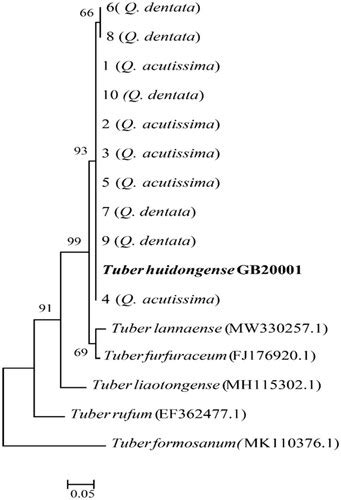 Full Article Mycorrhization Of Quercus Spp With Tuber Huidongense And