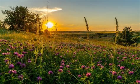 Landscape Sunset Over A Meadow Ravine Overgrown With Flowers And