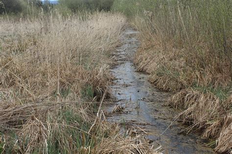 Cwrta Well Reen Magor Marsh LNR M J Roscoe Cc By Sa 2 0 Geograph