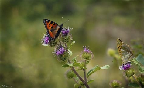 Ortiguera Y Nacarada Mariposas En Los Cardos Flickr