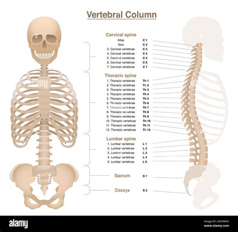 Vertebral Column Skull Rib Cage Vertebral Column Pelvis The Best Porn