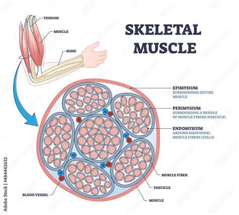 Skeletal muscle description with cross section structure outline ...