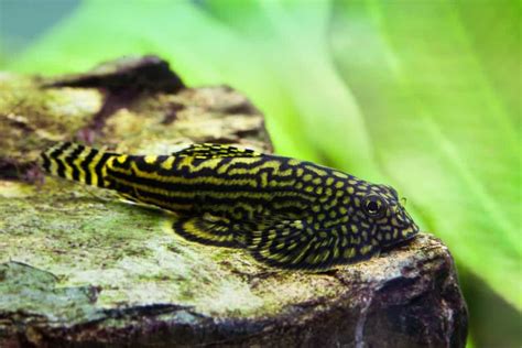 Loach Types, Size, & Care: The Ultimate Guide - Fish Laboratory