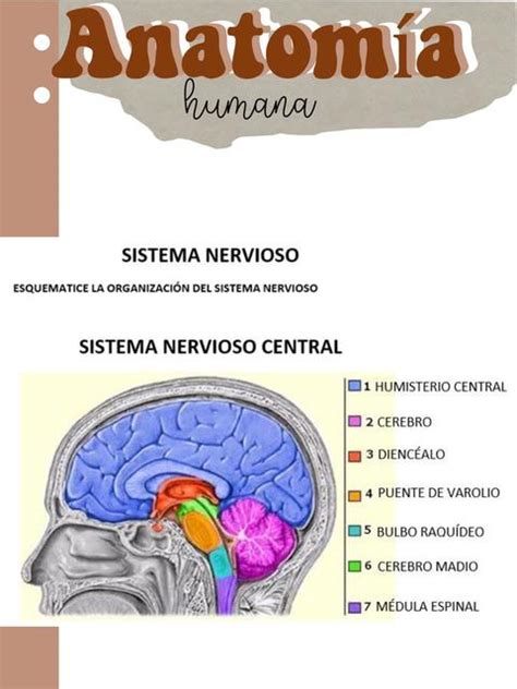 Resúmenes de Sistema nervioso simpático Descarga apuntes de Sistema