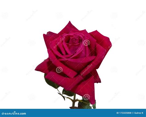 Red Rose Magenta Rose Flower Maroon Rose On Isolated White Background