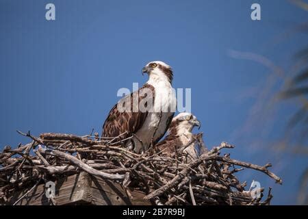 Osprey Pandion Haliaetus Male And Female On The Nest Nora And Monty