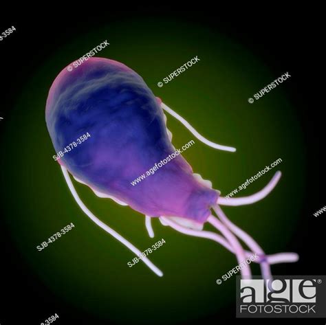 Giardia Lamblia Is A Flagellated Protozoan Parasite It Colonizes And