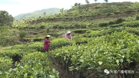 大理南涧县：推进茶产业绿色发展 助力乡村振兴 关注森林