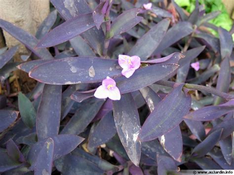 Mis Re Pourpre Tradescantia Pallida Planter Cultiver Multiplier