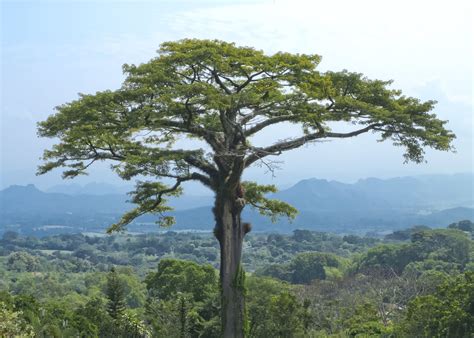 Ceiba Pentandra Ticorico