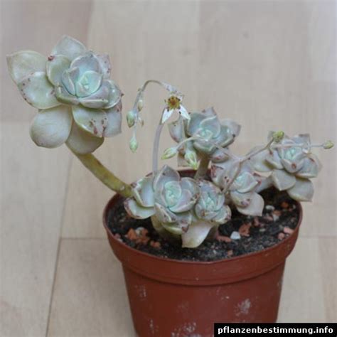 Graptopetalum Paraguayense