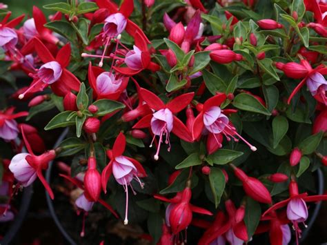 fuchsia