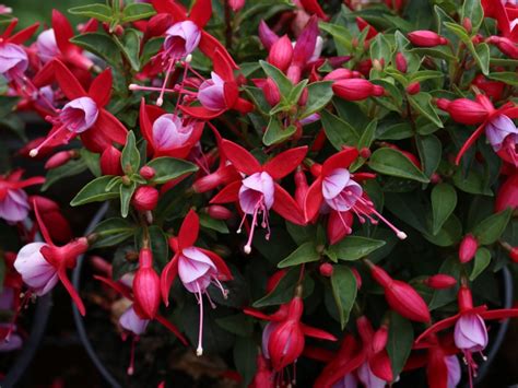 Transplanting Fuchsia Plants - Best Time To Move A Hardy Fuchsia Plant