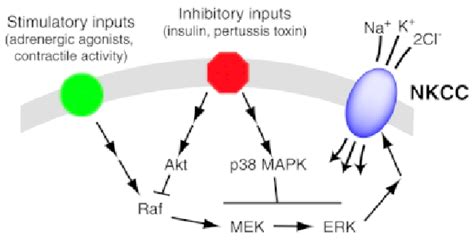 Putative Scheme Of Signal Transduction Pathways Regulating Skeletal