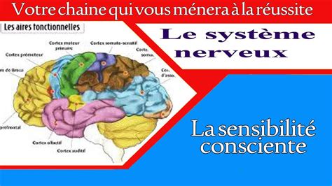 La sensibilité consciente 3AC SVT YouTube